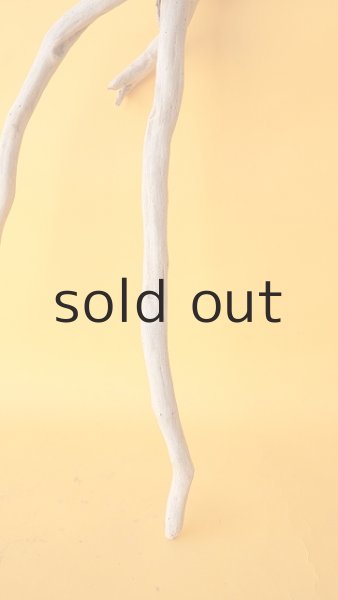 画像2: 流木根 (2)