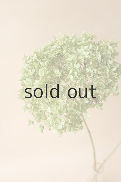 画像3: Dry plants for decor デコール用乾燥紫陽花(アナベル・中)2019年度開花分 (3)