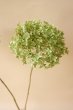 画像2: ●無くなり次第終了200円見切り売り！●Dry plants for decor デコール用乾燥紫陽花（アナベル・小）2018年度開花分アウトレット (2)