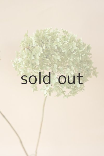 画像2: Dry plants for decor デコール用乾燥紫陽花(アナベル・中)2019年度開花分 (2)