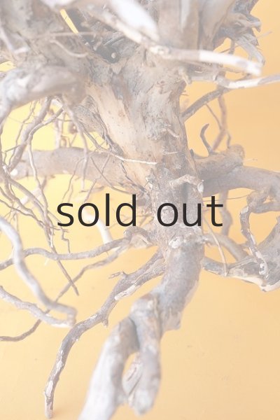 画像7: 流木根 (7)