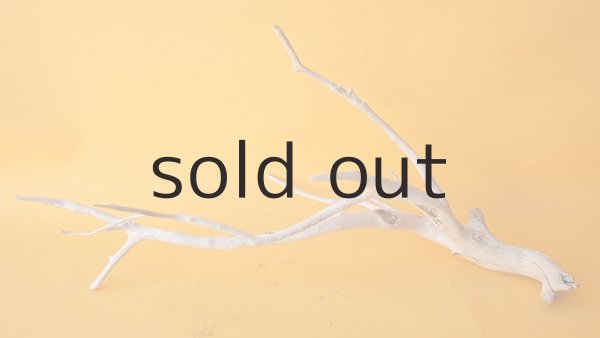 画像5: 流木根 (5)