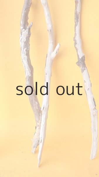 画像6: 枝流木セット (6)