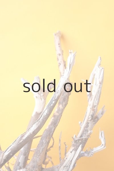 画像8: 流木根 (8)