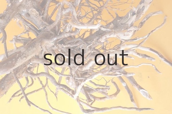 画像4: 流木根 (4)