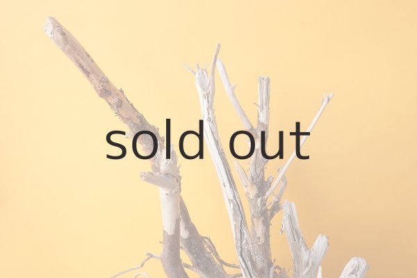 画像3: 流木根 (3)