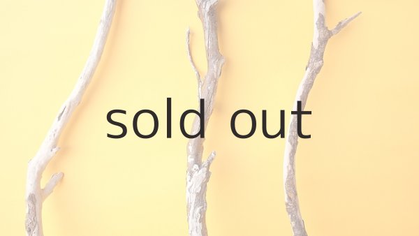 画像3: 枝流木セット (3)