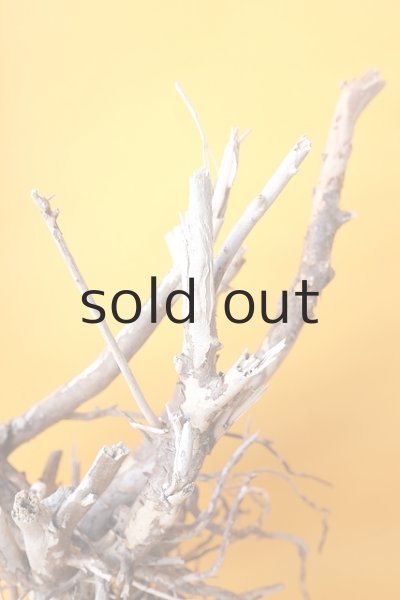 画像6: 流木根 (6)