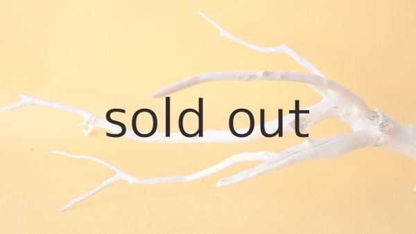 画像6: 流木根 (6)