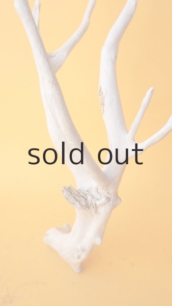 画像2: 流木根 (2)