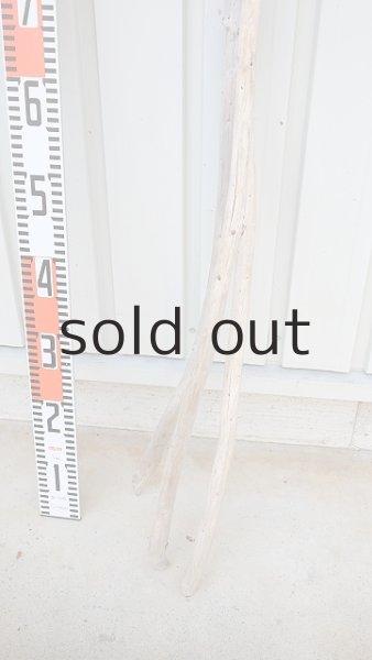 画像5: 棒流木3本セット (5)