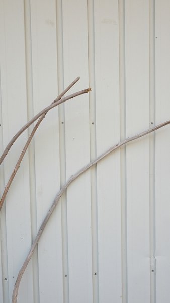 画像4: 棒流木3本セット (4)