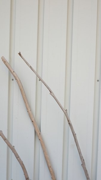 画像5: 棒流木3本セット (5)