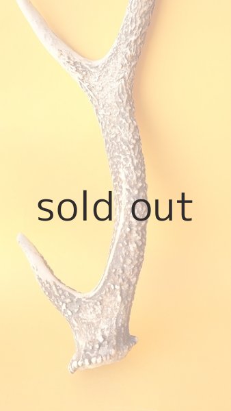 画像2: デコール用二ホンジカの角 (2)