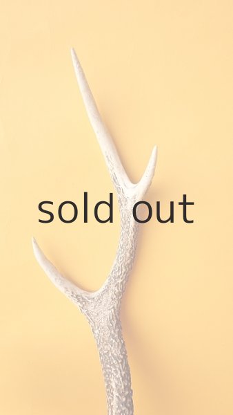 画像3: デコール用二ホンジカの角 (3)