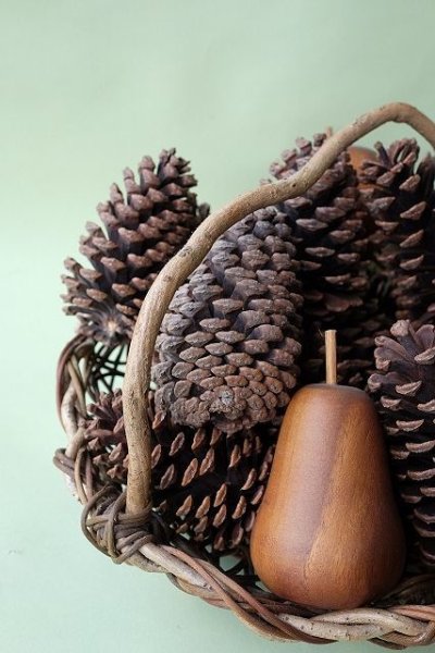 画像2: Dry plants for decor ジャンボ松ぼっくり・松かさ(阿波市産) (2)