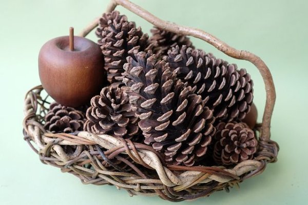 画像4: Dry plants for decor ジャンボ松ぼっくり・松かさ(阿波市産) (4)