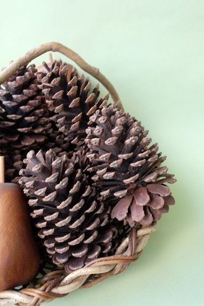 画像3: Dry plants for decor ジャンボ松ぼっくり・松かさ(阿波市産) (3)