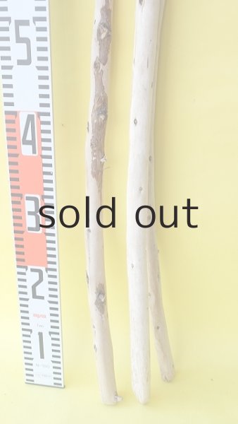 画像5: 棒流木3本セット (5)