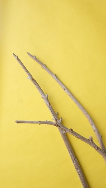 画像5: 棒流木3本セット (5)