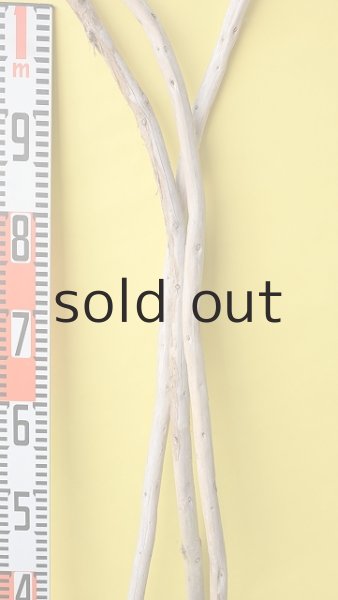 画像8: 棒流木3本セット (8)