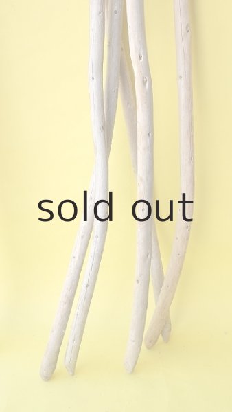 画像6: 棒流木5本セット (6)