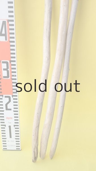 画像5: 棒流木3本セット (5)