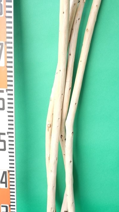 画像1: 棒流木セット