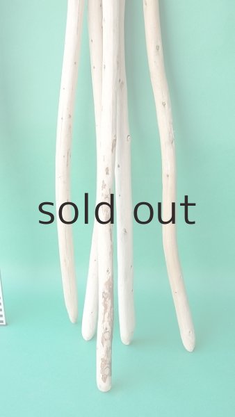 画像5: 棒流木セット (5)