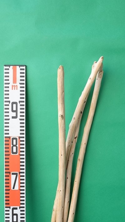 画像2: 棒流木セット