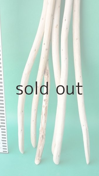 画像5: 棒流木セット (5)