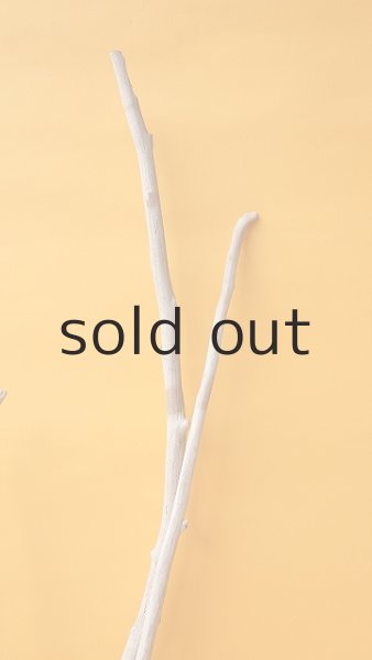 画像4: 流木根 (4)