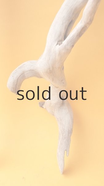 画像5: 流木根 (5)