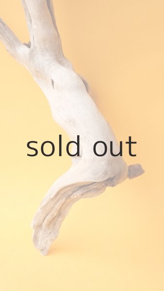 画像2: 流木根 (2)