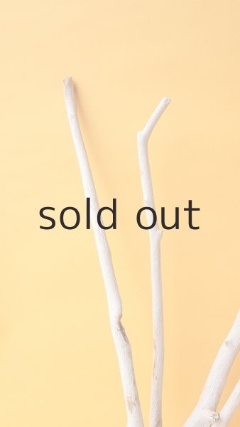 画像3: 流木根 (3)