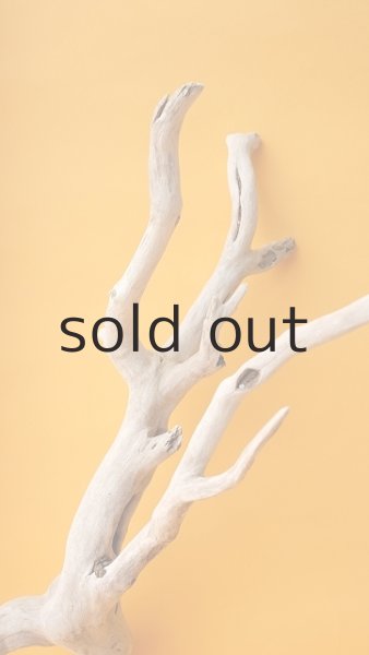 画像6: 流木根 (6)