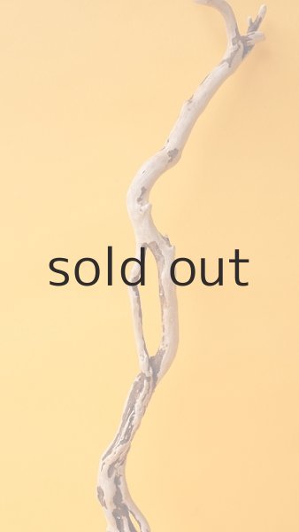 画像3: 流木根 (3)