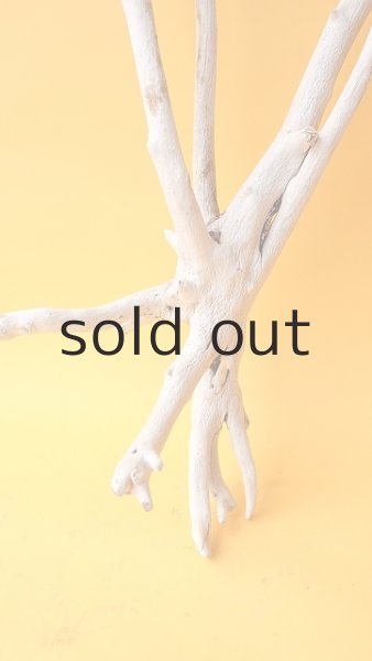 画像2: 流木根 (2)