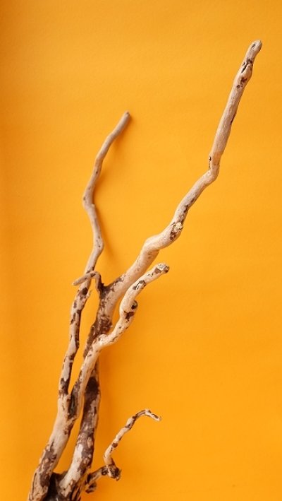 画像2: 流木根