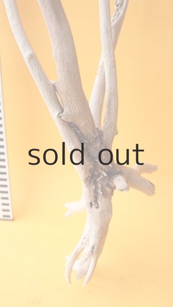 画像5: 流木根 (5)