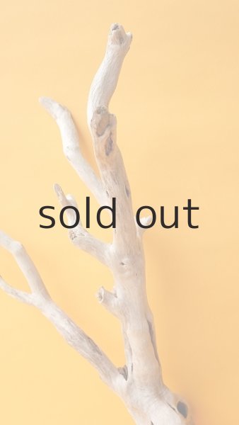 画像3: 流木根 (3)