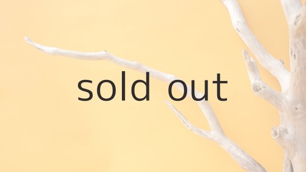 画像4: 流木根 (4)