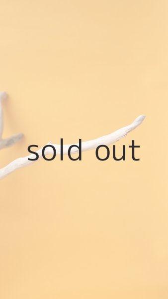 画像8: 流木根 (8)