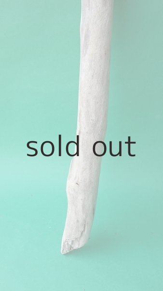 画像2: 幹流木 (2)