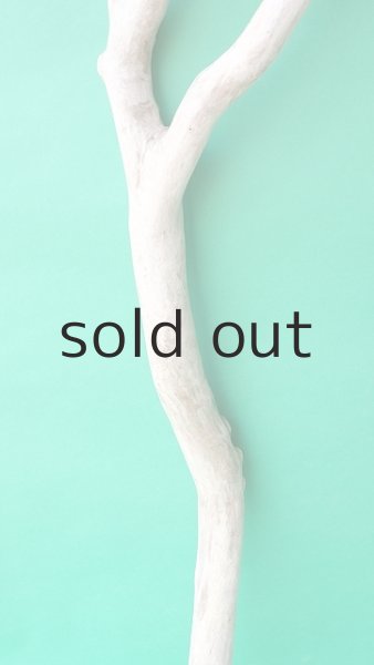 画像3: 幹流木 (3)