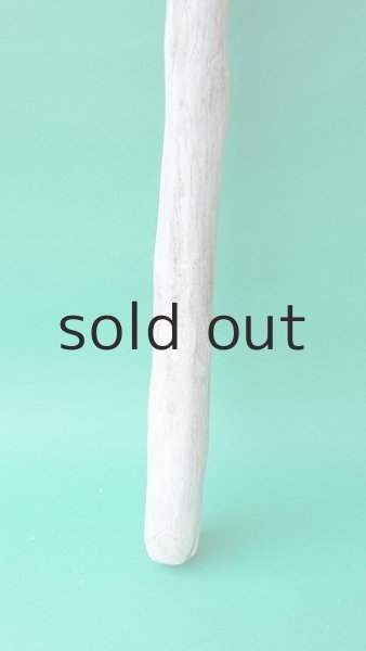 画像2: 幹流木 (2)