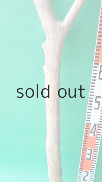 画像7: 幹流木 (7)