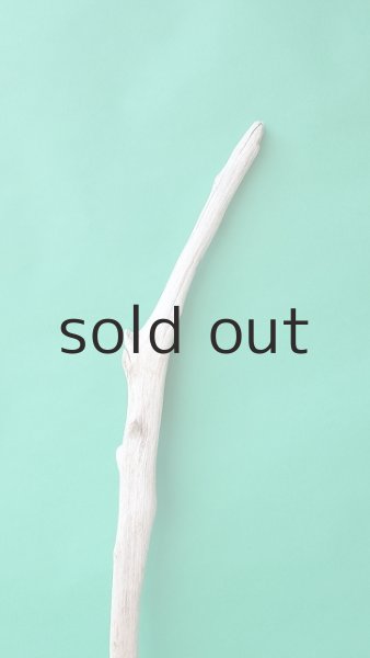 画像4: 幹流木 (4)