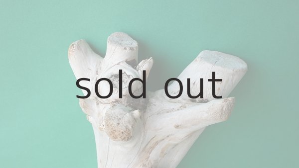 画像5: 幹流木 (5)