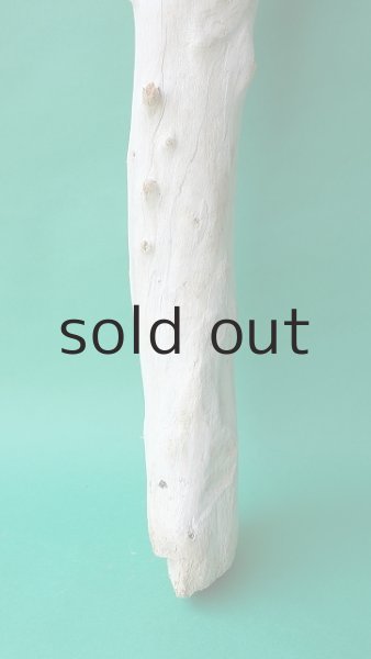 画像2: 幹流木 (2)